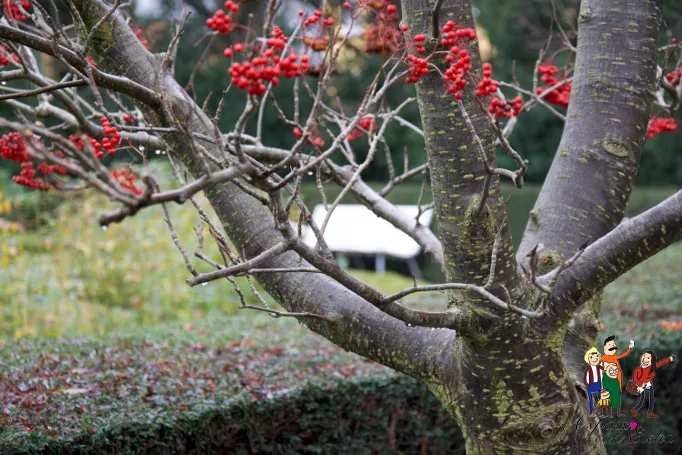 Albero spoglio con bacche rosse in un giardino autunnale