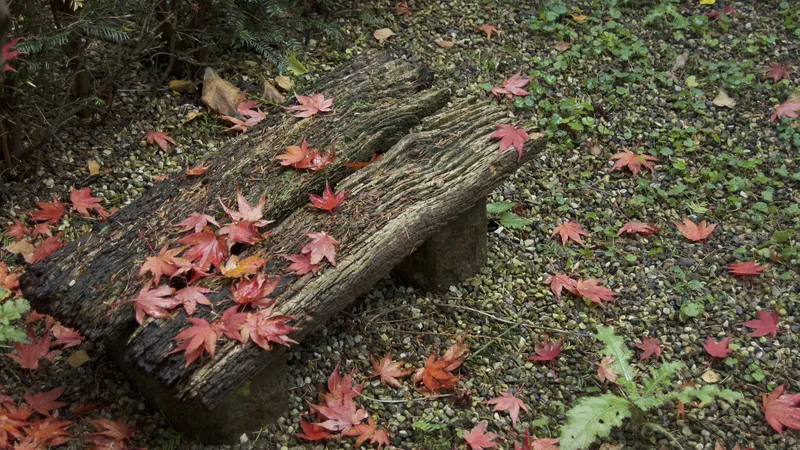 Panchina di legno rustica coperta di foglie d'acero rosse autunnali