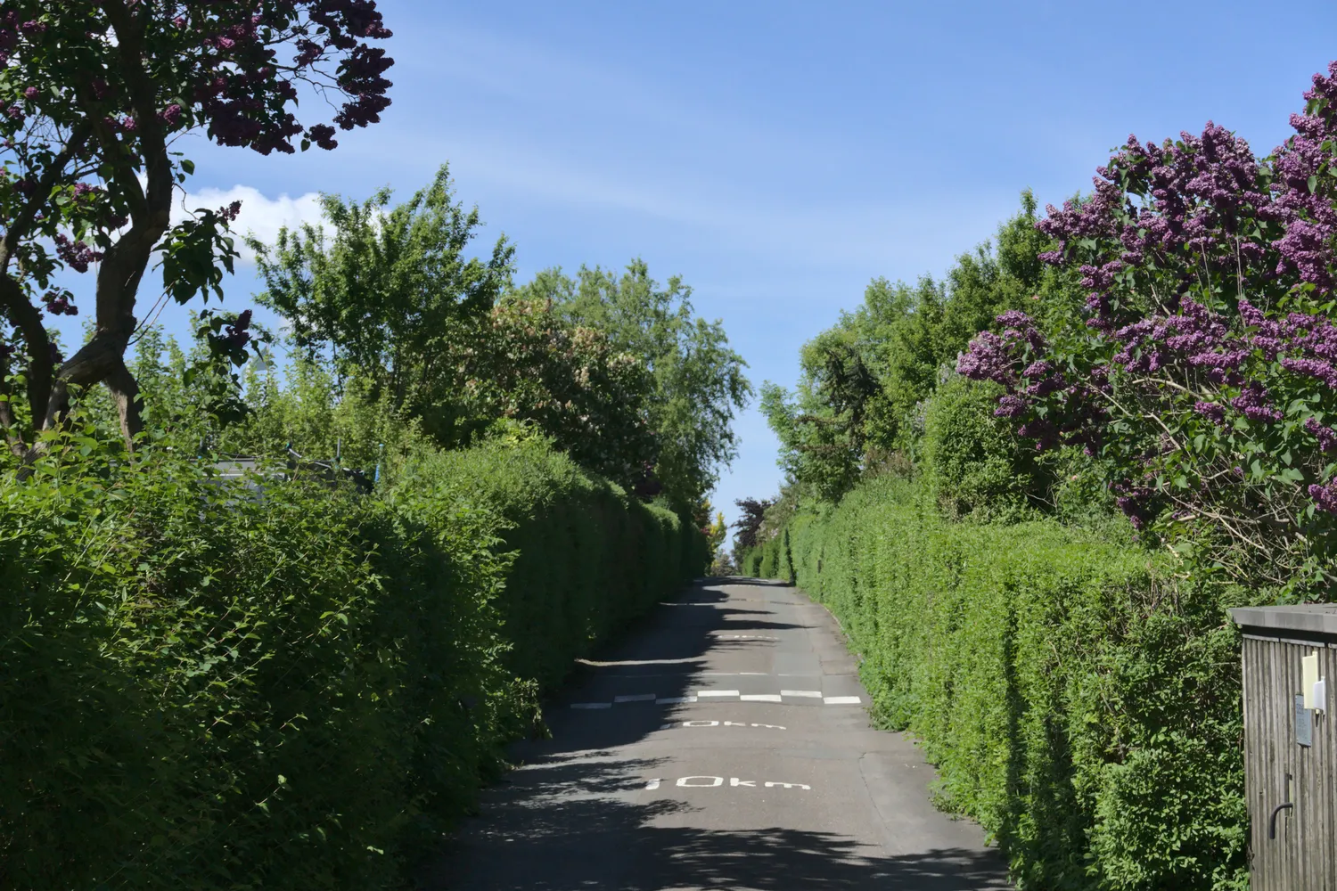Stradina fiancheggiata da siepi e cespugli di lillà in fiore