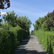 Stradina fiancheggiata da siepi e cespugli di lillà in fiore