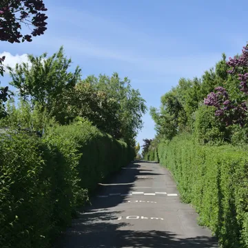 Stradina fiancheggiata da siepi e cespugli di lillà in fiore