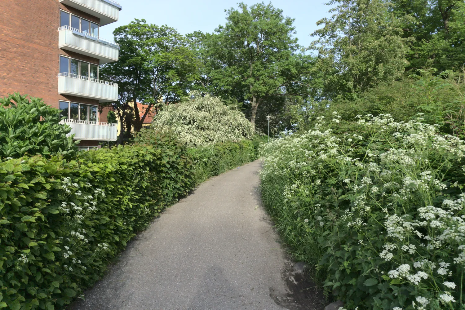 Sentiero tra siepi e fiori bianchi accanto a un edificio in mattoni