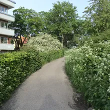 Sentiero tra siepi e fiori bianchi accanto a un edificio in mattoni