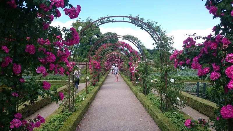 Pergolato ad archi coperto di rose rosa nel giardino di Fredensborg