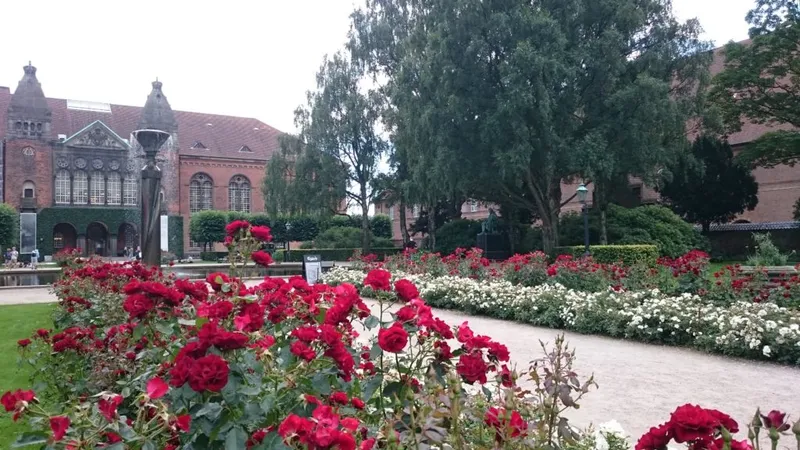 Roseto di rose rosse nel giardino della Biblioteca Reale di Copenaghen