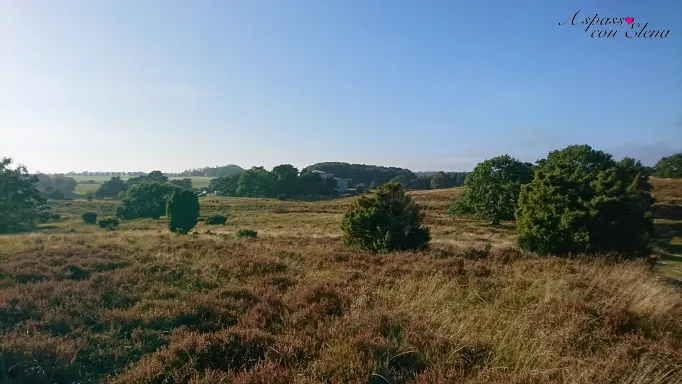 Brughiera fiorita con cespugli e alberi sotto un cielo azzurro