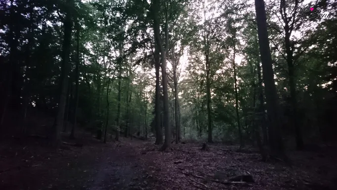 Alti alberi del bosco al crepuscolo con luce tenue fra le fronde