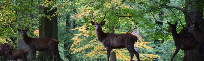 Cervi tra il fogliame autunnale nel Dyrehave, il Parco dei cervi di Klampenborg
