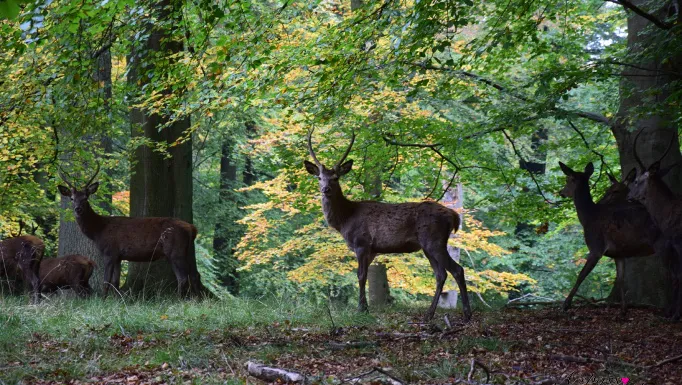 Cervi tra il fogliame autunnale nel Dyrehave, il Parco dei cervi di Klampenborg