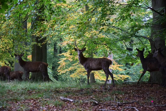 Cervi tra il fogliame autunnale nel Dyrehave, il Parco dei cervi di Klampenborg
