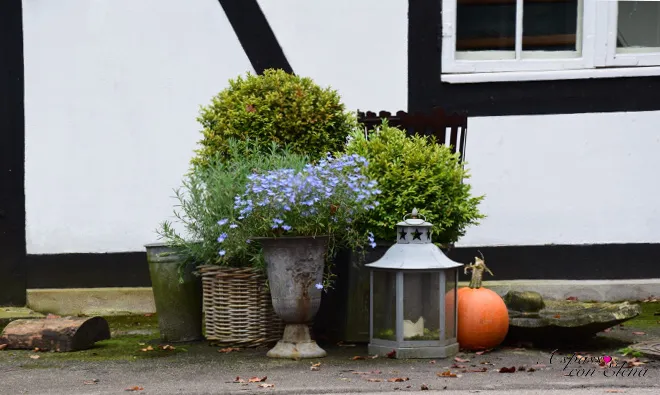 Vasi con piante, fiori azzurri e lanterna accanto a una zucca davanti a casa