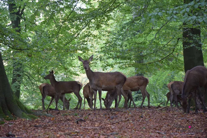 Branco di cervi che pascola tra i faggi nel Parco dei cervi di Klampenborg