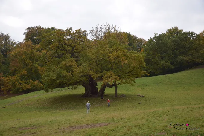 Due persone sotto un grande albero nel Dyrehave a Klampenborg in autunno
