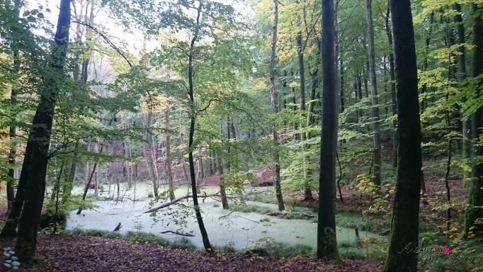 Stagno verdeggiante in un bosco autunnale di faggi