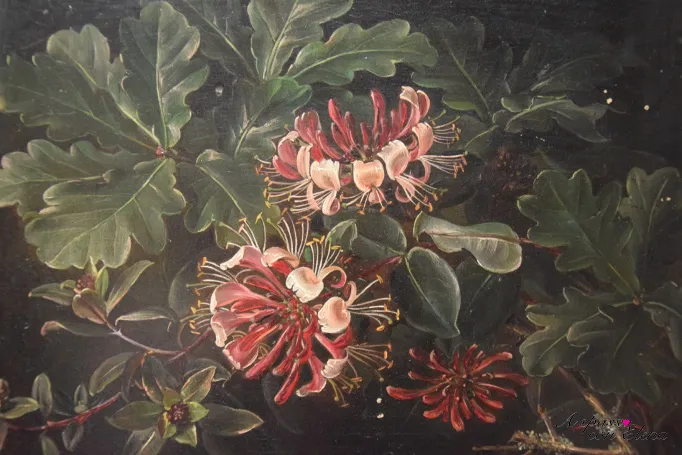 J.L. Jensen, dipinto di caprifogli rosa fioriti tra foglie verdi scure