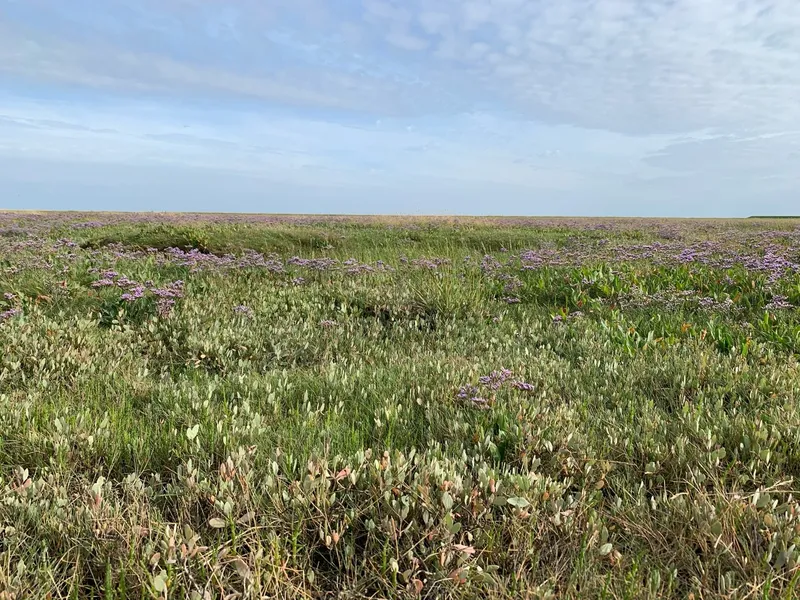 Limonio comune, lavanda marina, fiore selvatico dell'isola di Mandø