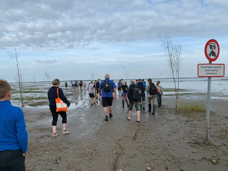 Gruppo cammina sul fondale del Vadehavet oltre un cartello di divieto